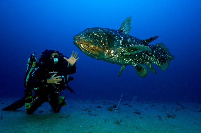 Coelacanth Talk