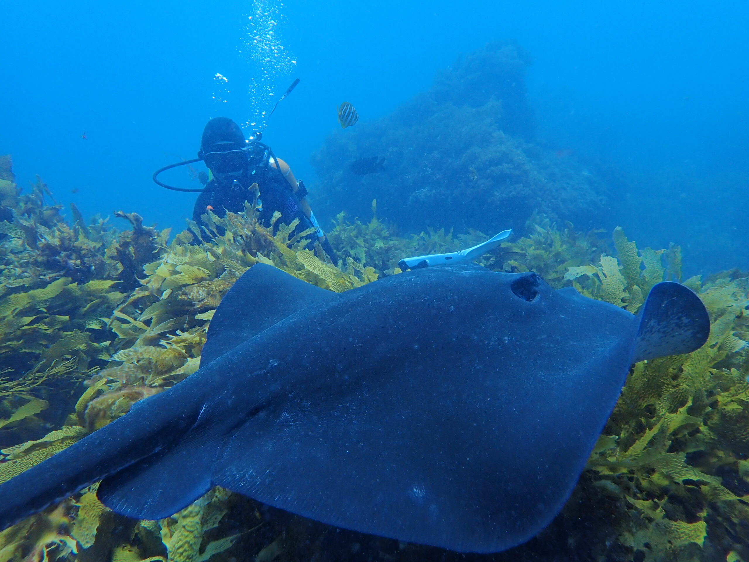 ***CANCELLED***  Rotto Double Dive (Advanced Open Water) - Sunday 5th January